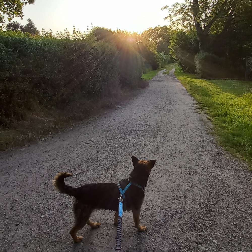 Hundetreffen-Gemeinsame Gassirunde Niddapark Frankfurt-Profilbild