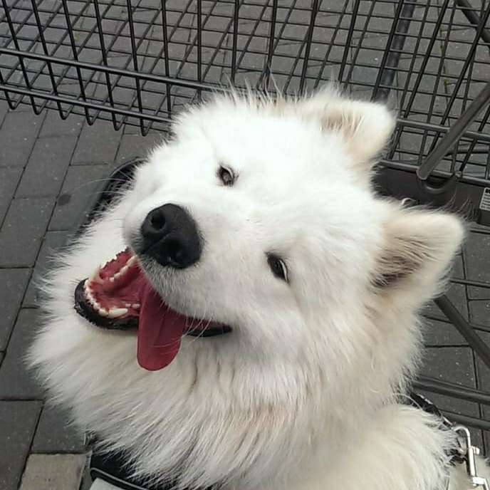 Hundetreffen-Hundetreffen in BS, Giforn oder Peine-Profilbild