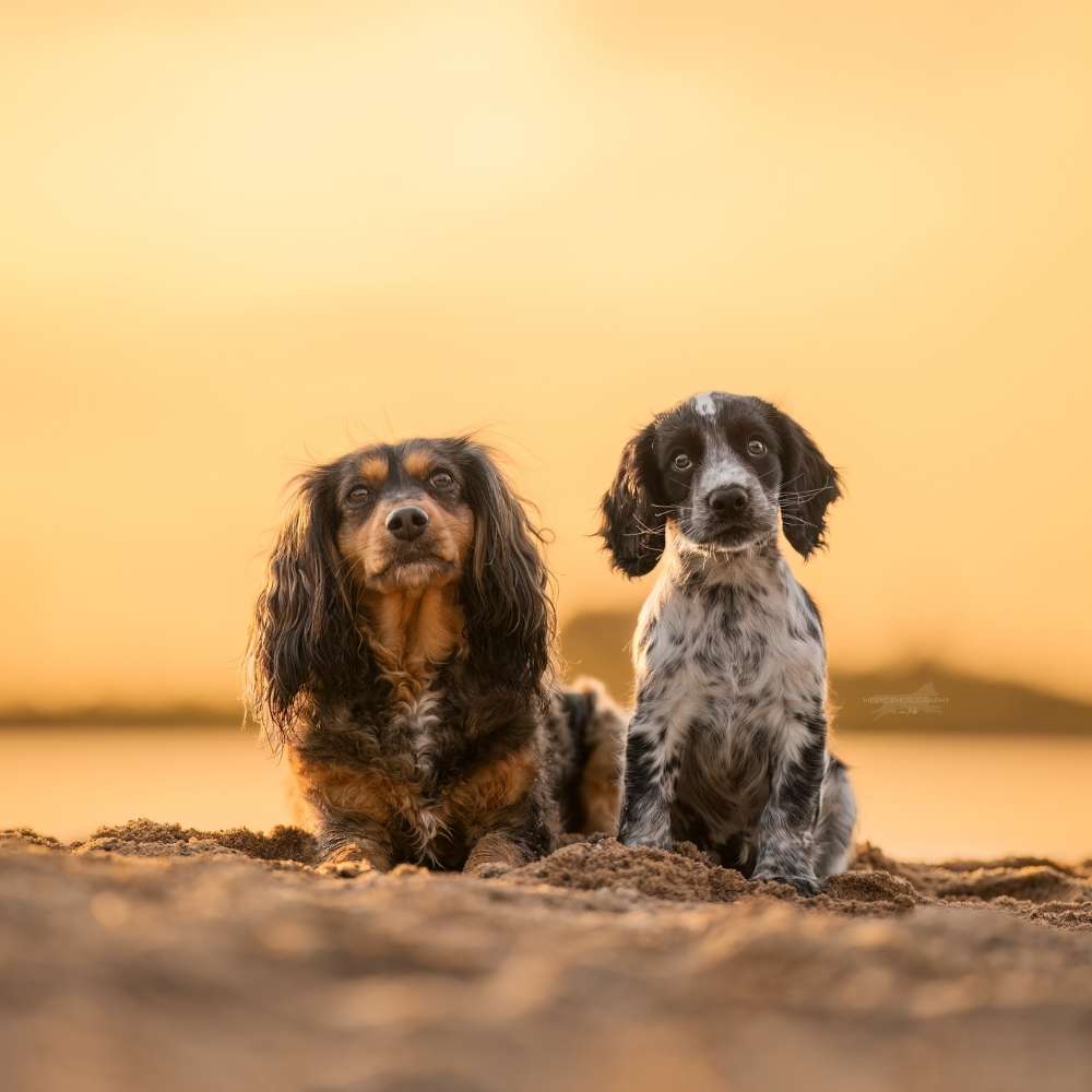 Hundetreffen-Fellfreundschaften-Profilbild
