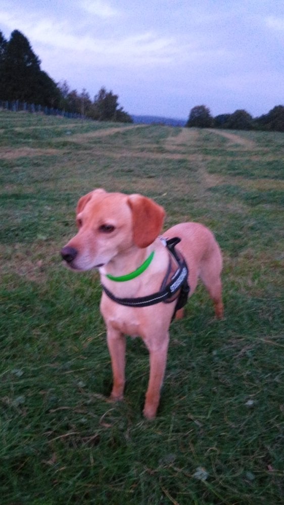 Hundetreffen-Wer kommt mit auf eine Spazierrunde  und bei Bedarf Spielzeit?-Profilbild