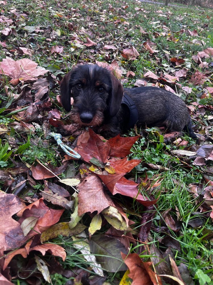 Hundetreffen-Gassirunde oder Hundetreff zum sozialisieren gesucht-Profilbild