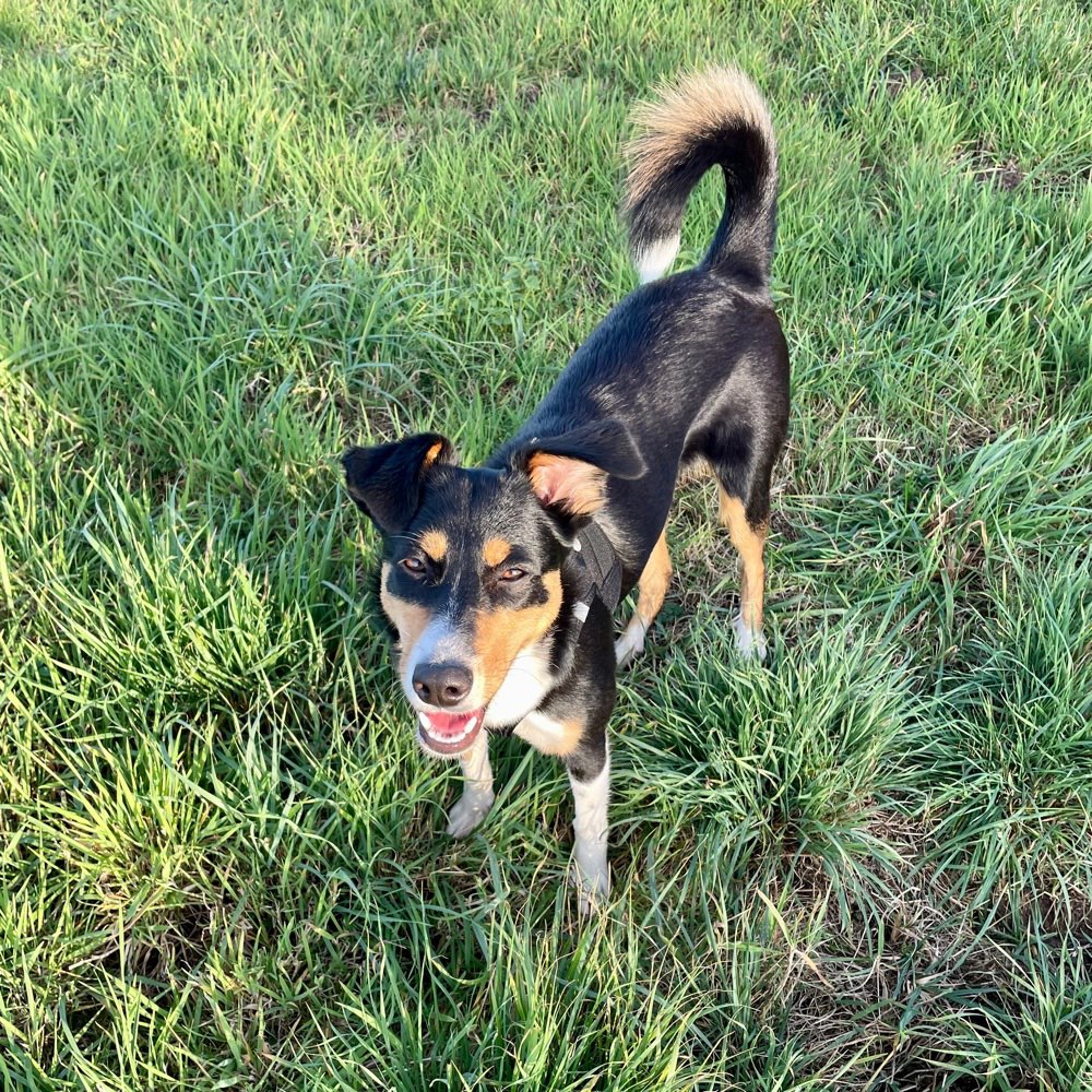 Hundetreffen-Austoben-Profilbild