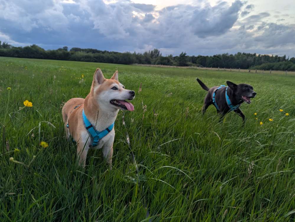 Hundetreffen-Entspanntes Gassi-Profilbild