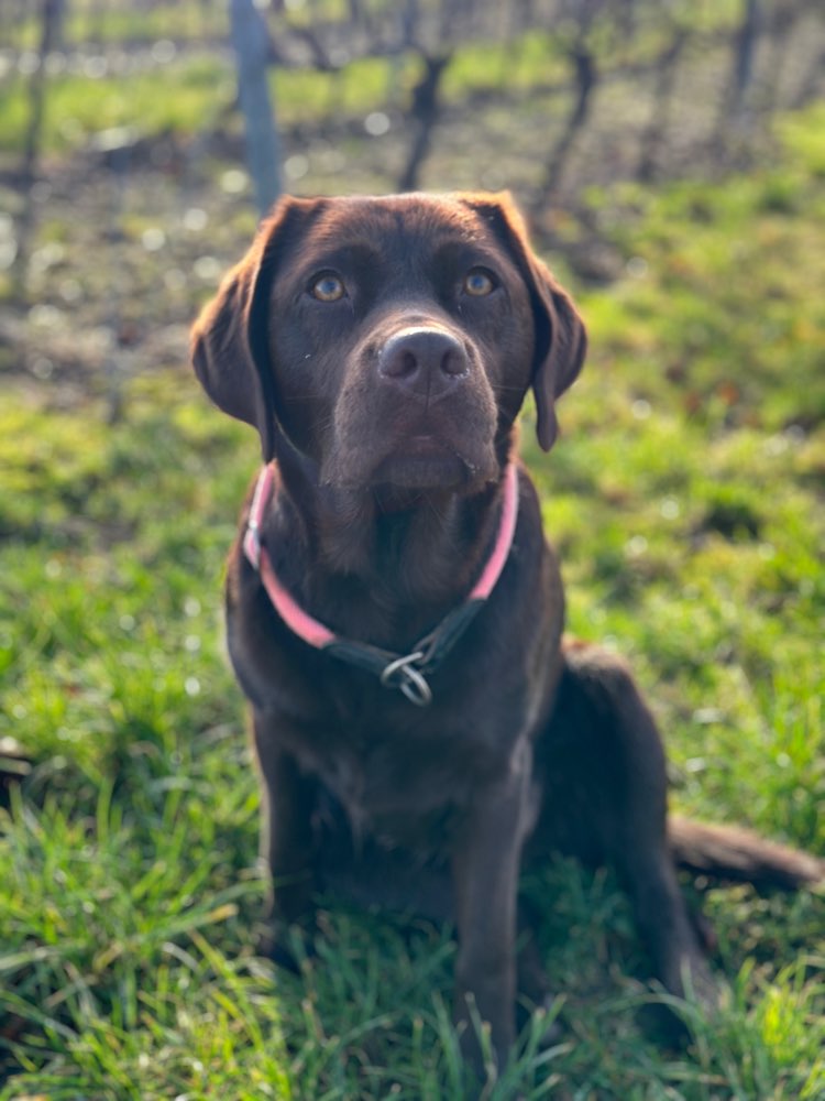 Hundetreffen-Gassi und Spielen mit Bailey-Profilbild