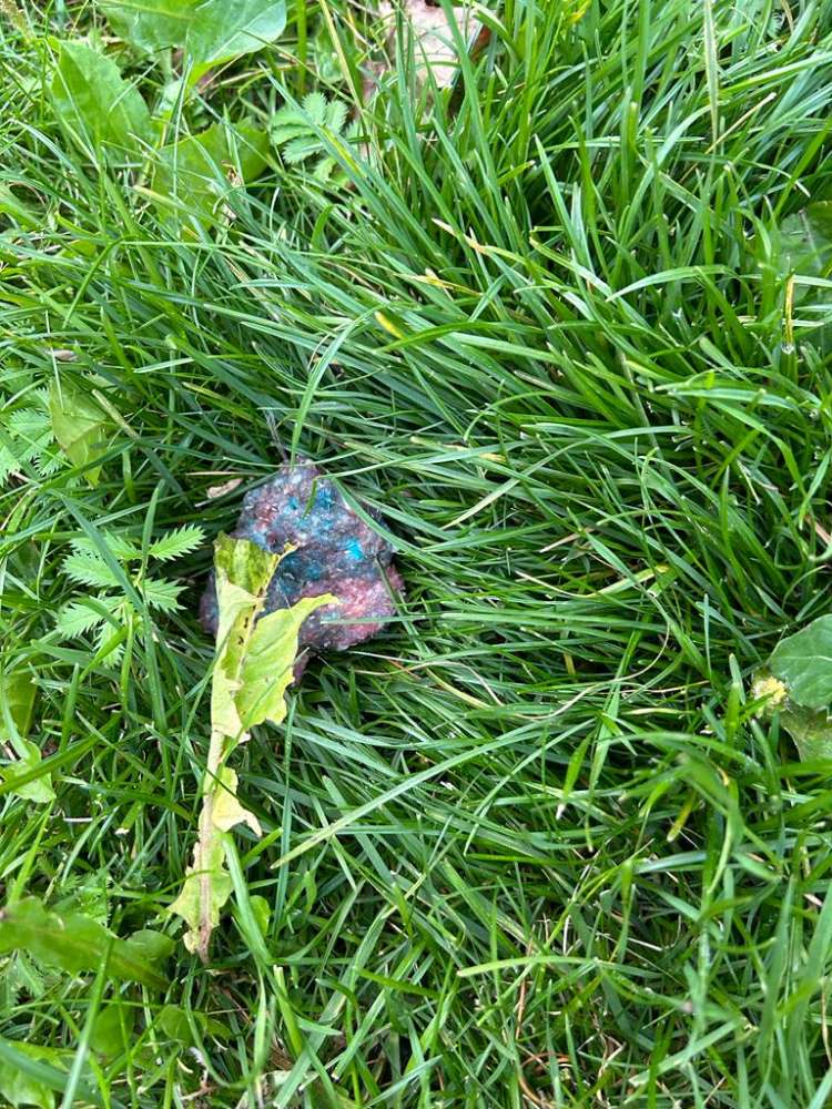 Giftköder-Giftköder vermutlich Rattengift-Profilbild