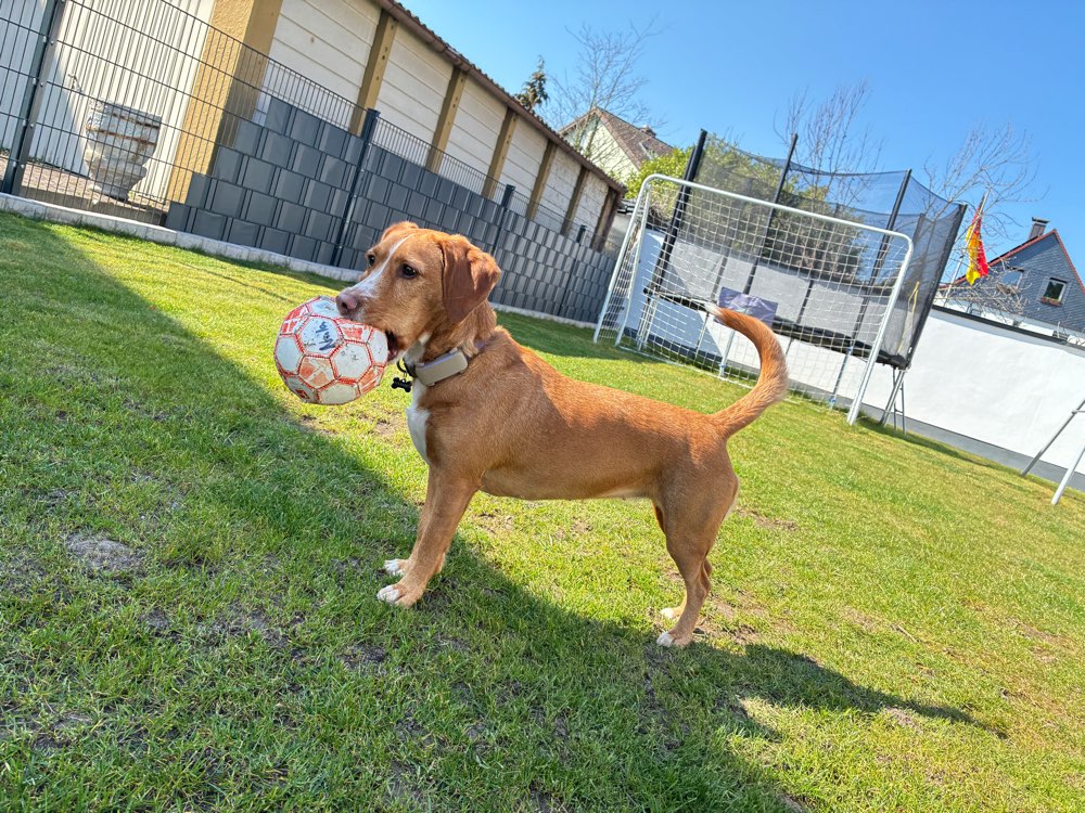 Hundetreffen-Sehr soziale Hündin sucht Spielgefährten und Gassi-Freunde-Profilbild