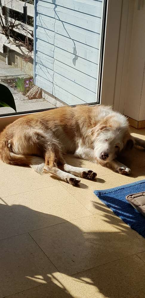 Hundetreffen-Toffee sucht Kontakt-Profilbild