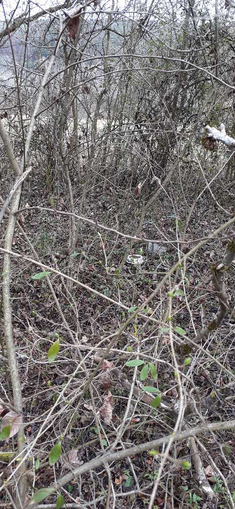 Giftköder-Napf im Gebüsch-Profilbild