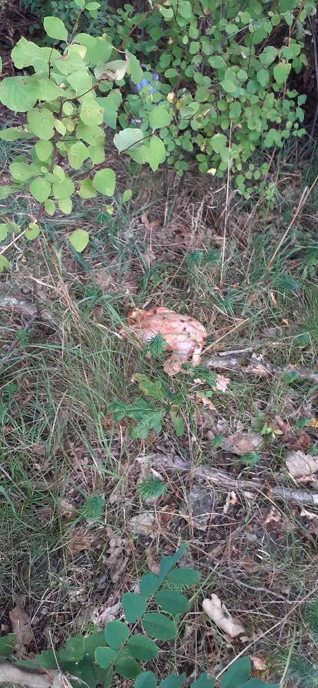 Giftköder-Ganzes Hähnchen-Profilbild