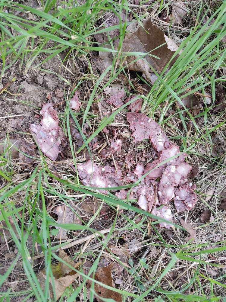 Giftköder-Wurstscheibe in Stücken-Profilbild