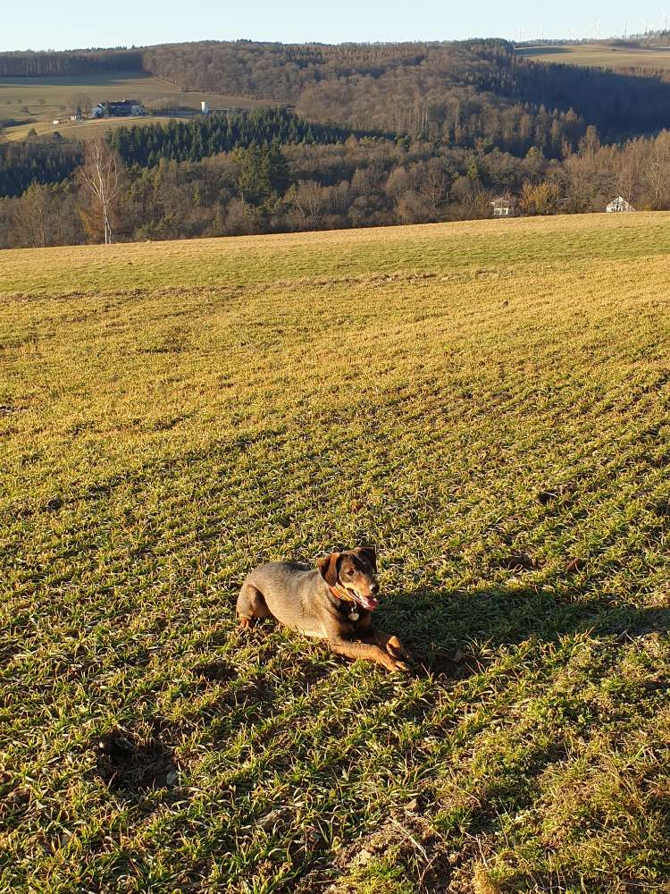Hundetreffen-Spiel-und Gassitreffen-Profilbild