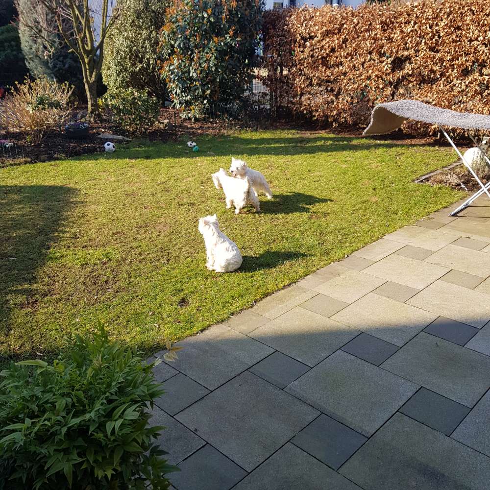 Hundetreffen-Westi-Profilbild