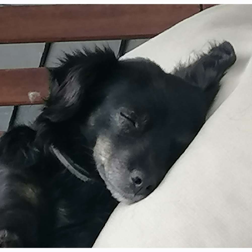 Hundetreffen-Hundebuddys gesucht-Profilbild