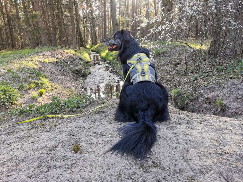 Hundetreffen-Trainingspartner-Profilbild