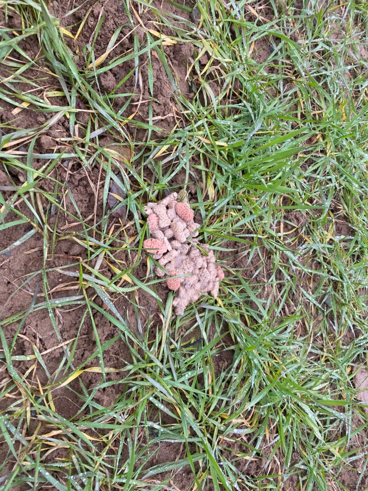 Giftköder-Verdächtiges Trockenfutter-Profilbild