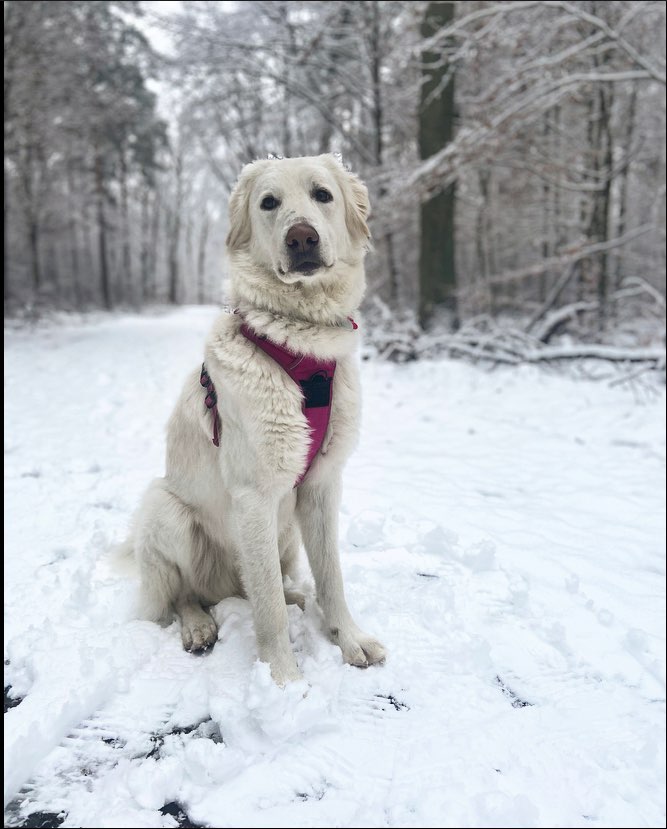 Hundetreffen-Halva Sucht Freunde!-Profilbild