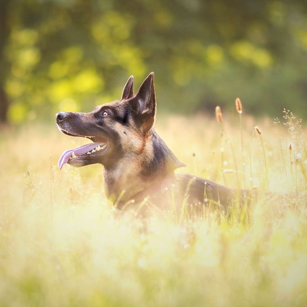 Hundetreffen-Hundetreffen-Profilbild