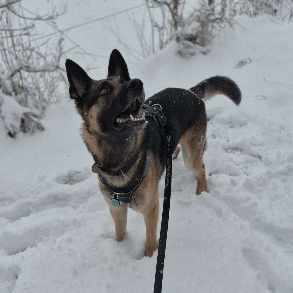 Hundetreffen-Hundetreffen-Profilbild