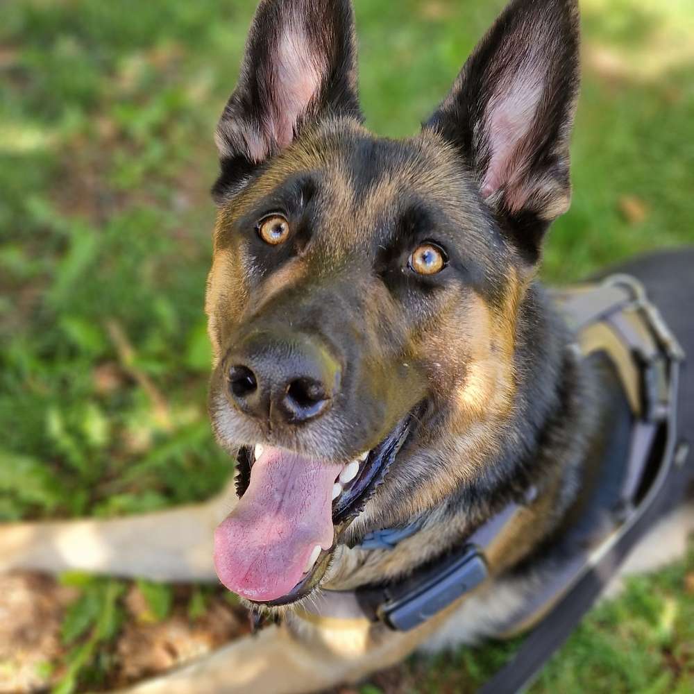 Hundetreffen-Hundetreffen-Profilbild