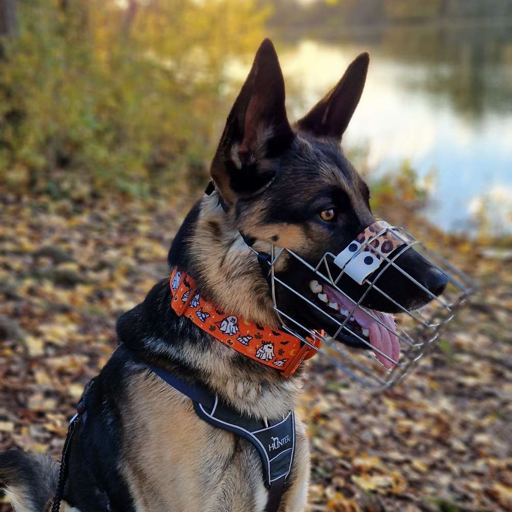 Hundetreffen-Hundetreffen-Profilbild