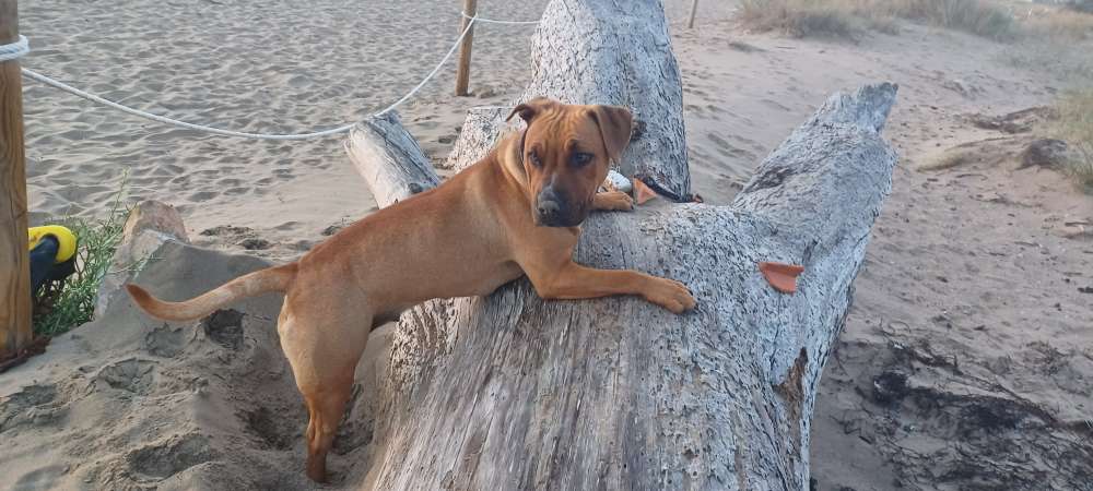 Hundetreffen-Spielgefährte-Profilbild