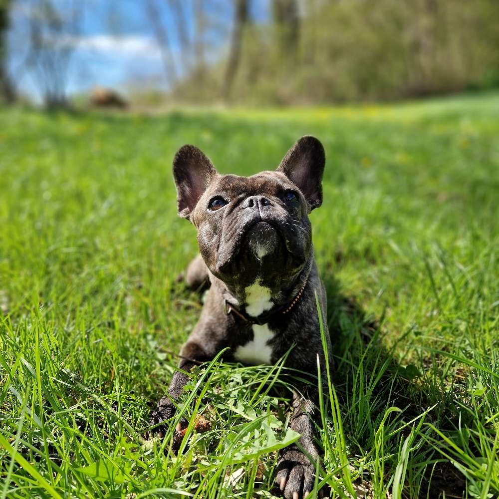 Hundetreffen-Spielrunde-Profilbild