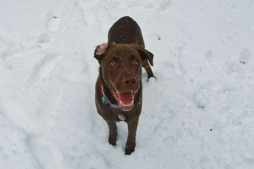 Hundetreffen-Gassifreunde Altenfurt-Profilbild