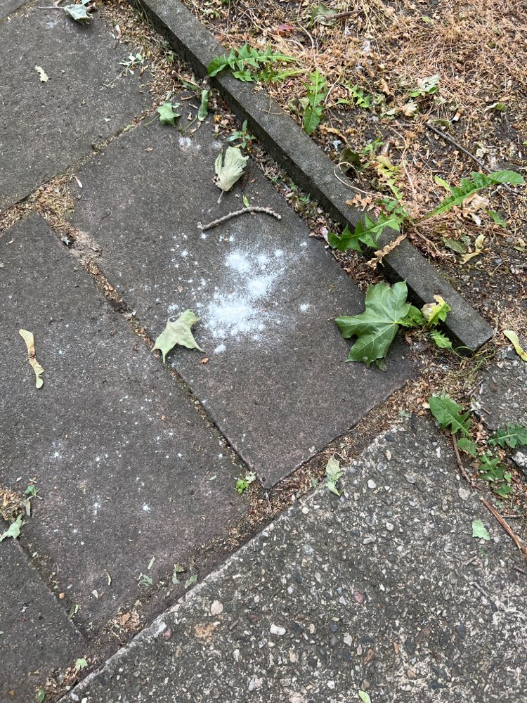 Giftköder-Weißes Pulver-Profilbild