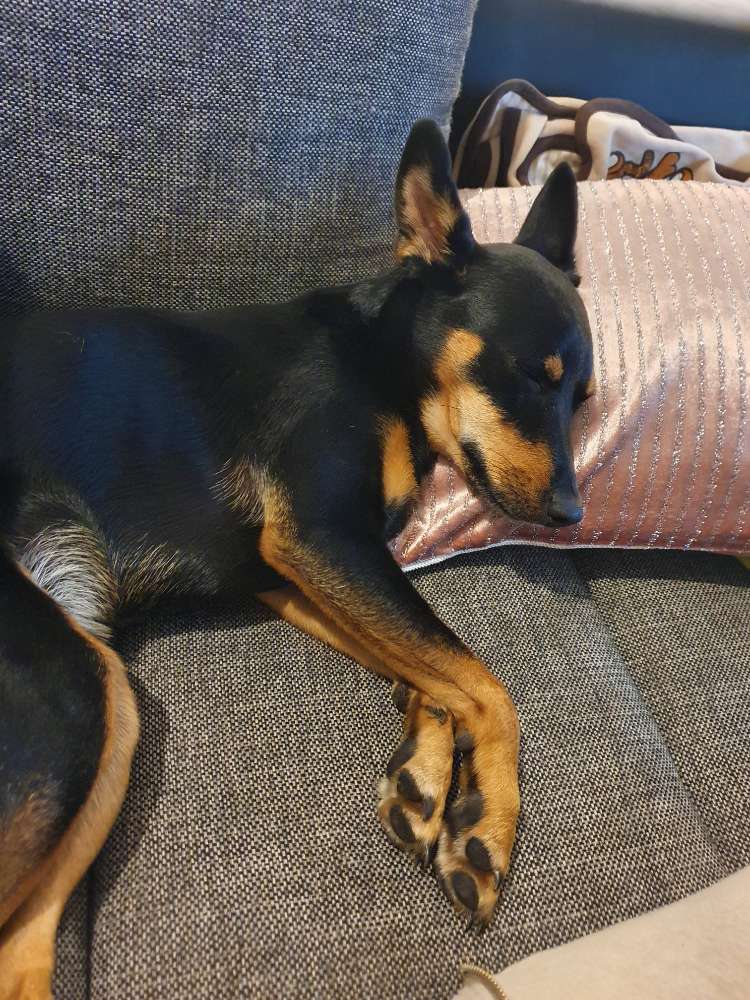 Hundetreffen-Spielfreunde-Profilbild