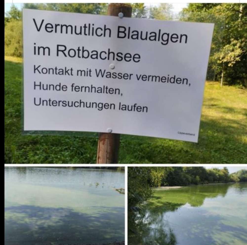 Giftköder-Blaualgen-Profilbild