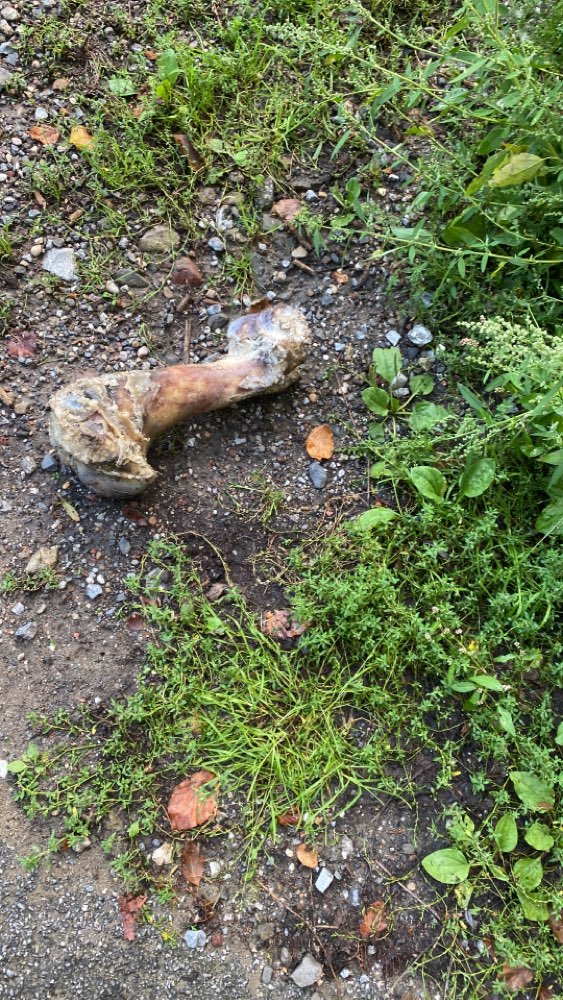 Giftköder-Knochen-Profilbild