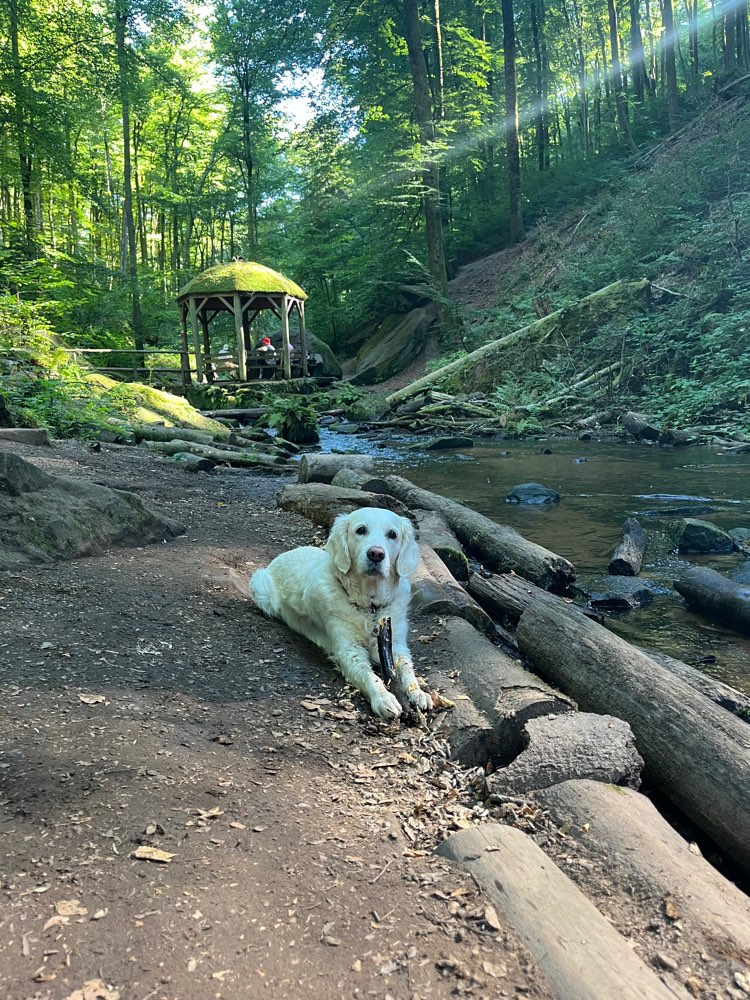 Hundetreffen-Wanderungen und Ausflüge mit Hund-Profilbild