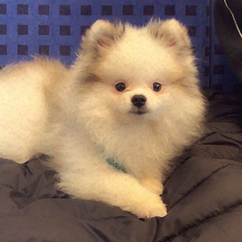 Hundetreffen-Spatzierrunde-Profilbild