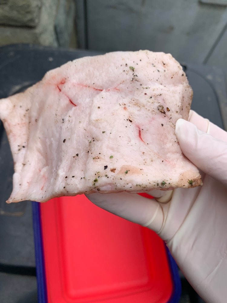 Giftköder-Schweineschwarte mit Schraube-Profilbild