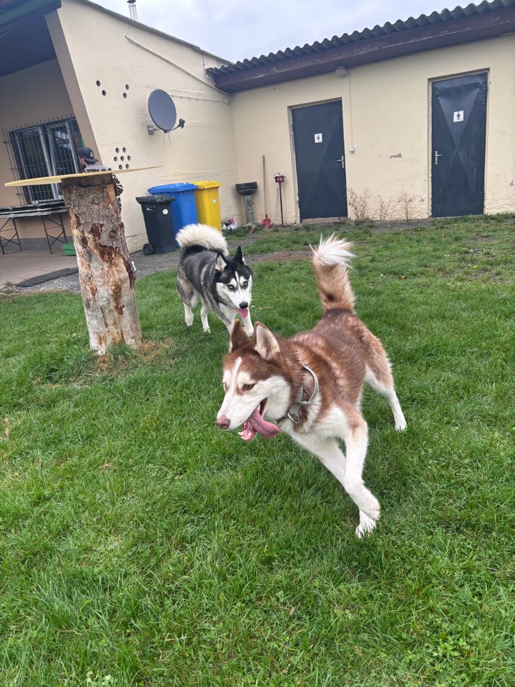 Hundetreffen-Hunde/Husky Treffen-Profilbild