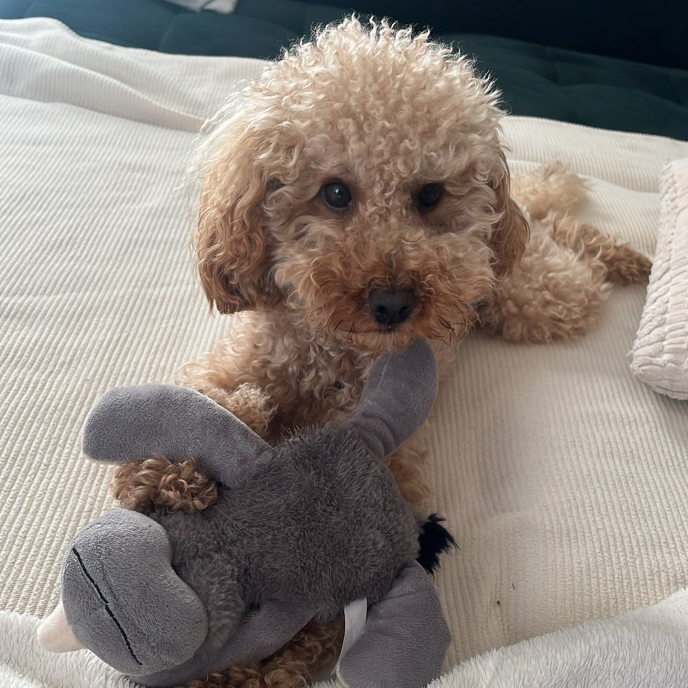 Hundetreffen-Playdate Schöneberg-Profilbild