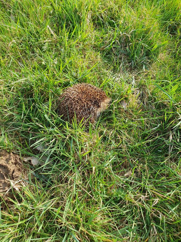 Giftköder-Toter Igel-Profilbild