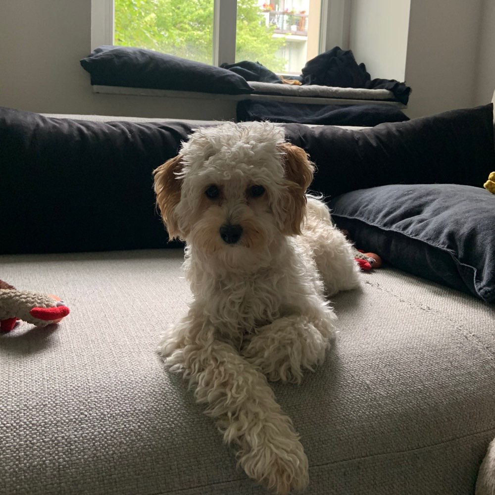 Hundetreffen-Spiel- und Gassirunde-Profilbild