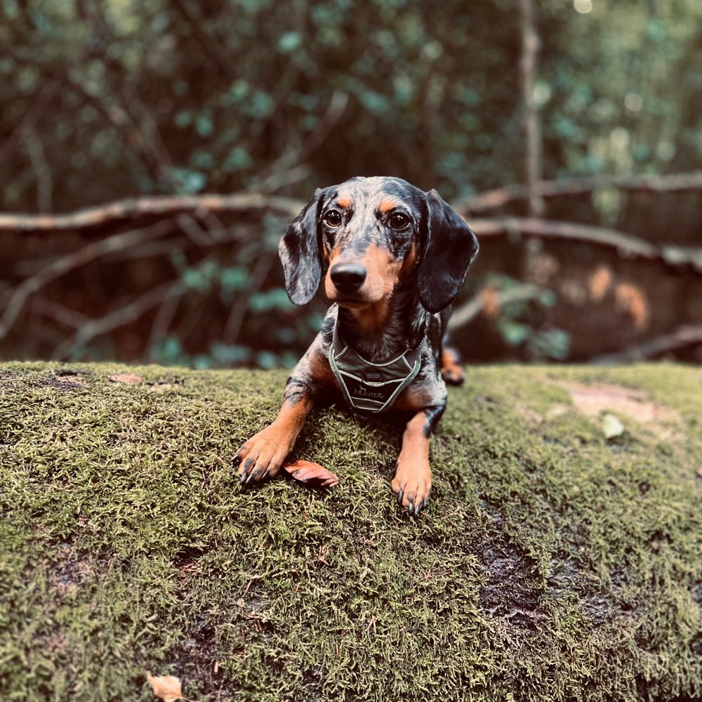 Hundetreffen-Junghunde oder kleine Hunde Treff-Profilbild