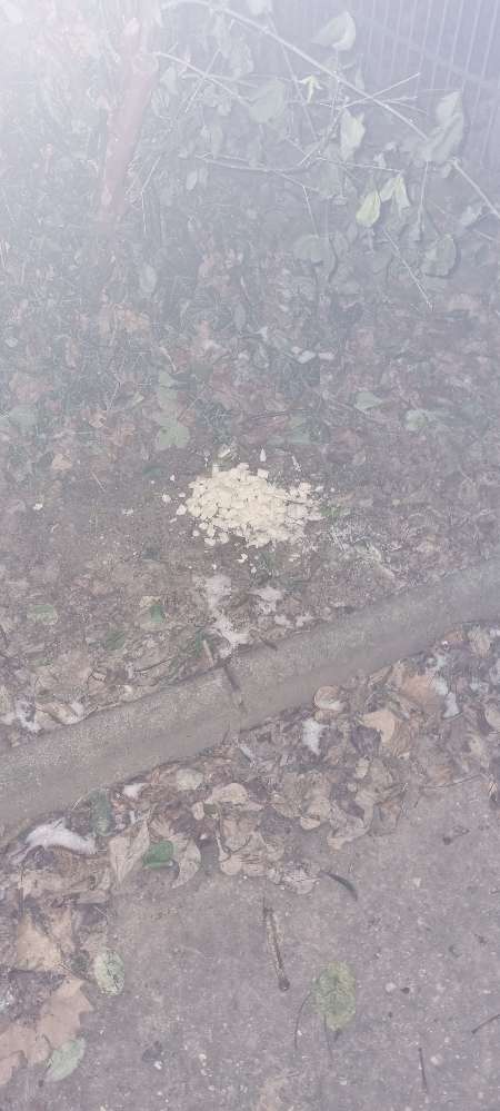 Giftköder-Möglicher Giftköder-Profilbild