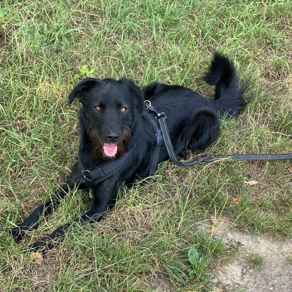 Hundetreffen-Gemeinsame Spaziergänge-Profilbild