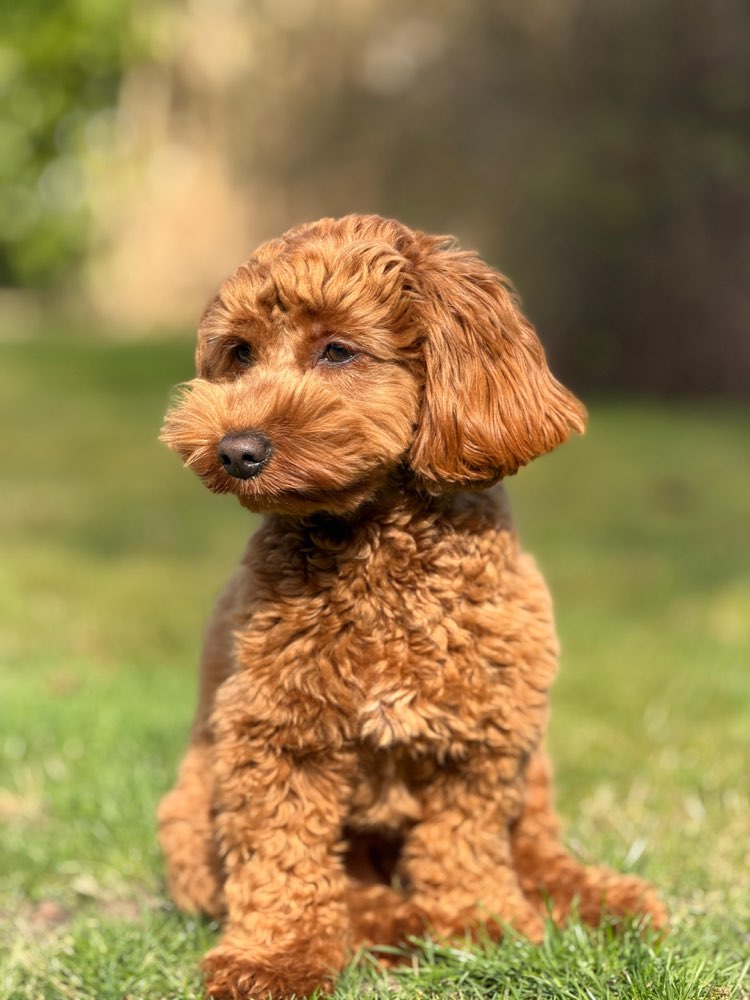Hundetreffen-Spielen🎾-Profilbild