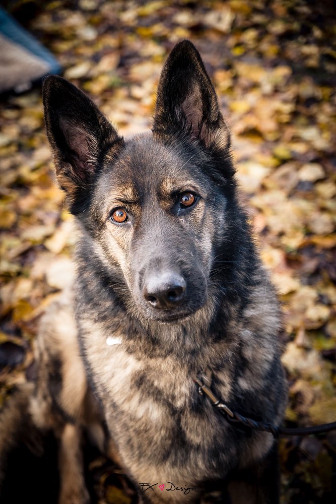 Hundetreffen-Gassi-buddy gesucht-Profilbild