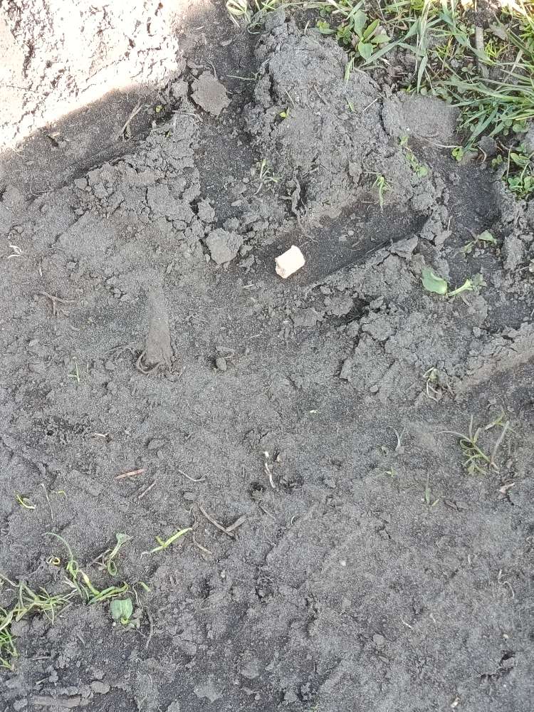 Giftköder-Evtl. Giftköder-Profilbild