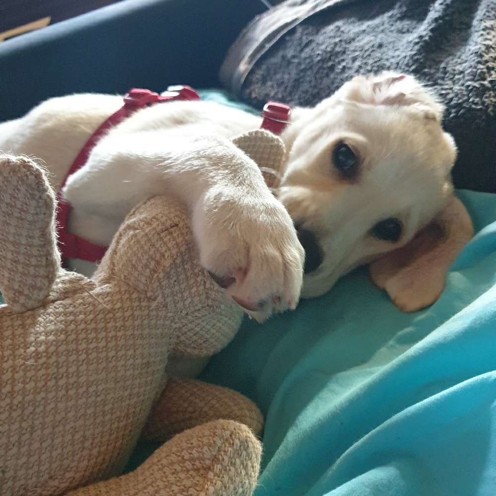 Hundetreffen-Welpentreff in Langenfeld-Profilbild