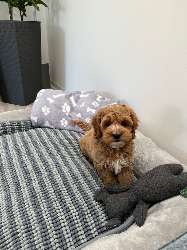 Hundetreffen-Welpentreffen in Mahlsdorf Norf-Profilbild