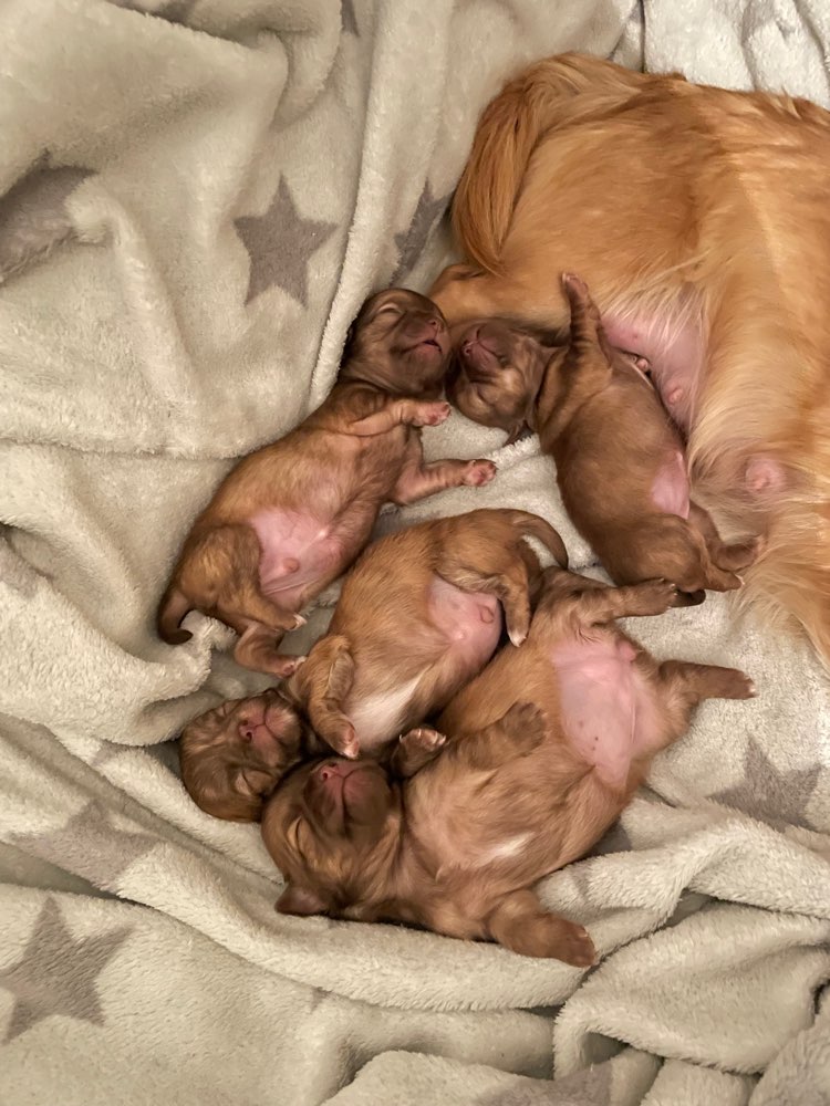 Hundetreffen-Kennenlernen großer Hunde 🥰-Profilbild