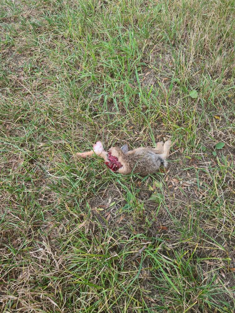 Giftköder-Toter Hase-Profilbild