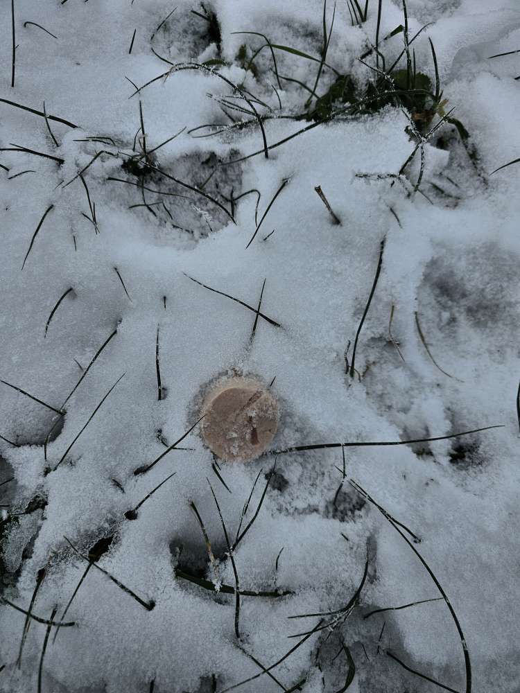 Giftköder-Gelbwurst-Scheibe im Schnee-Profilbild