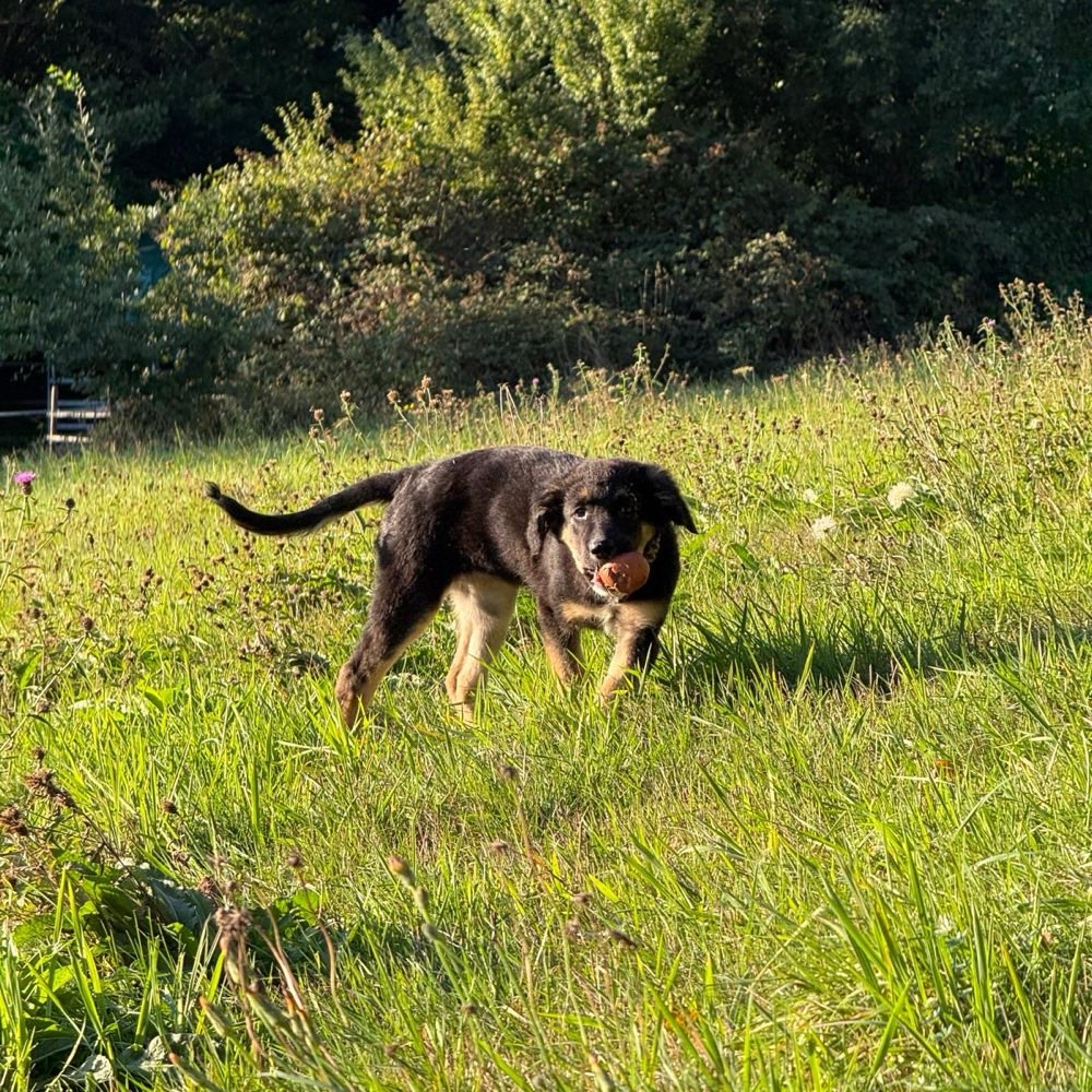 Hundetreffen-Welpen Treffen. Gassi Runde.-Profilbild